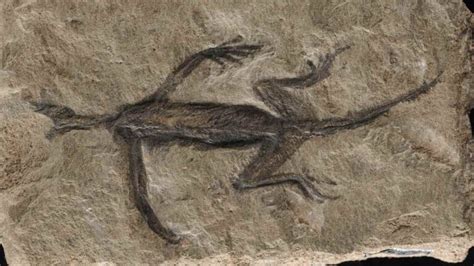 Science unearths fossil fakery .